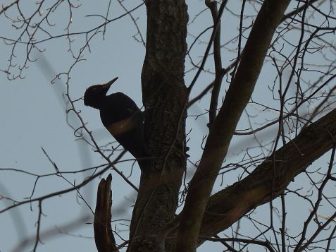 a z ptaków zdołałam sfotografować dzięcioła czarnego, bo na później spotkane jaskółki zabrakło już miejsca na karcie ...